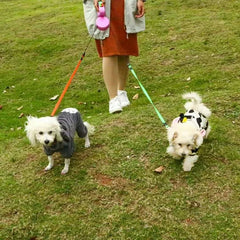 Dog Collars - 2 In 1 Dog Leash - TorontoHobbyStore