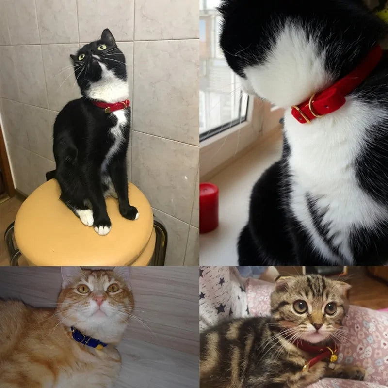 Collar For Small Cats & Dogs - TorontoHobbyStore