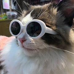 Dog Cat Sunglasses Fashion Cool Pet Products - TorontoHobbyStore