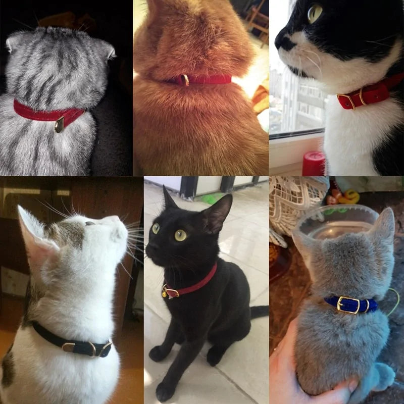 Collar For Small Cats & Dogs - TorontoHobbyStore